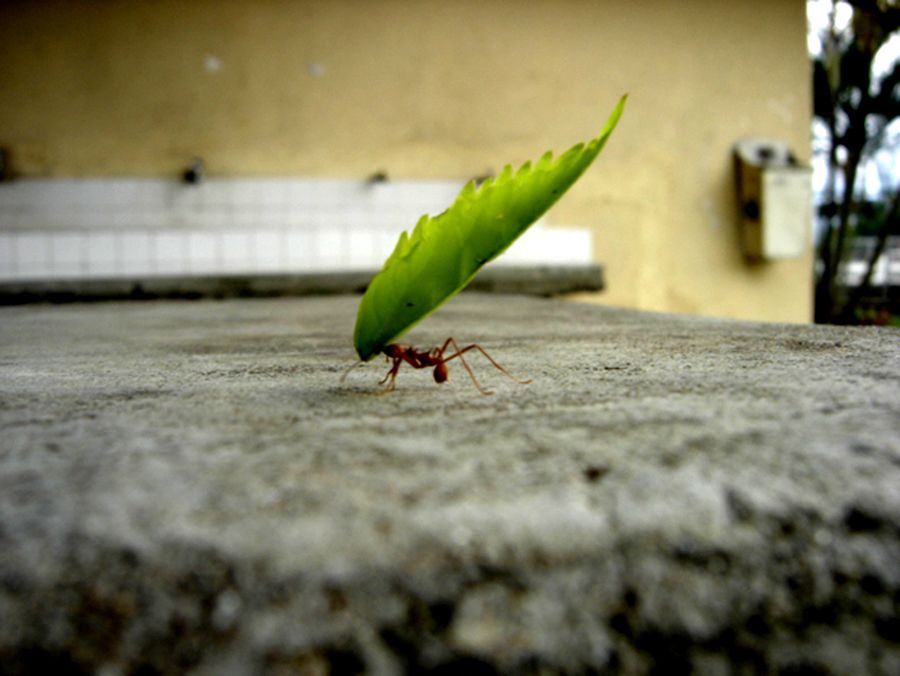 photo ant carrying large leaf